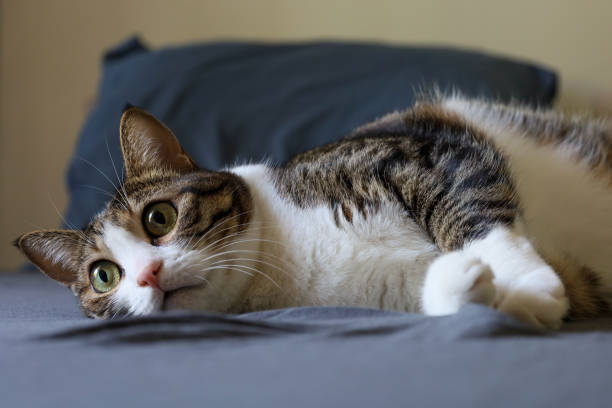 istock Close-up of a tabby cat lying in bed 2197470674