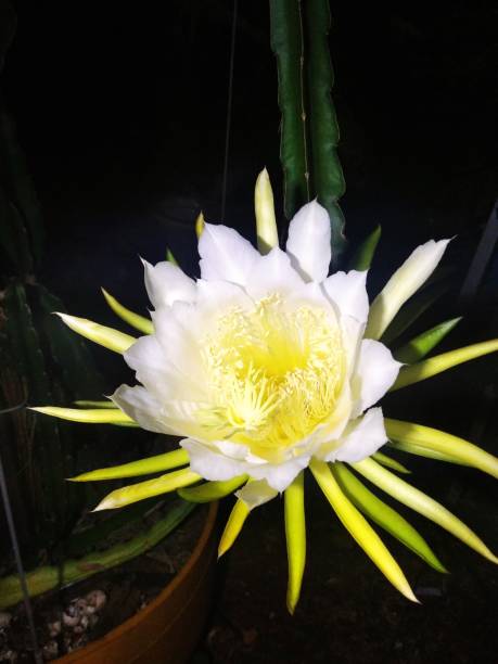 Pitaya flower Beautiful pitaya flower only opens at night and lasts only one day. dragon fruit flower stock pictures, royalty-free photos & images