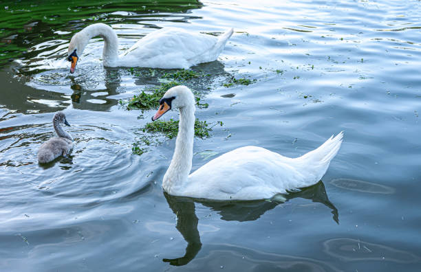istock Graceful Swan Swimming in Serene Lake. 2197471200