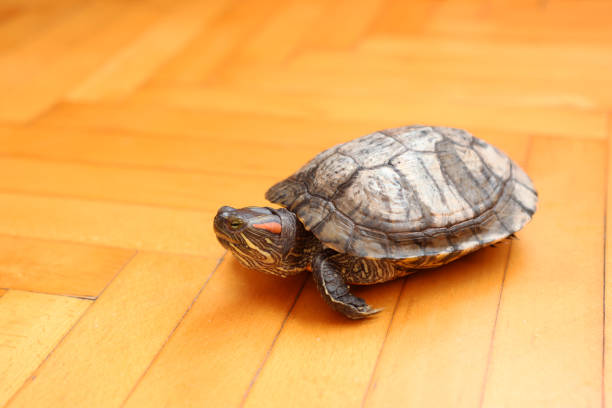 istock People care for and play with a pet red-eared turtle. 2197472059