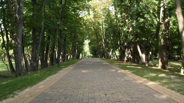 istock A Serene Pathway that Gently Winds Through a Beautiful, Lush Green Forest Surrounded by Nature 2197472070