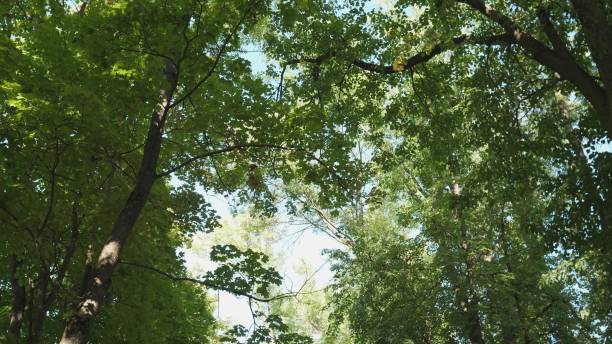 istock A Beautiful and Lush Green Forest with Sunlight Filtering Through Leaves and Branches 2197472736
