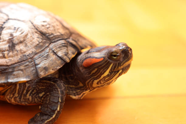 istock People care for and play with a pet red-eared turtle. 2197472971