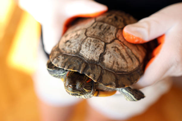 istock People care for and play with a pet red-eared turtle. 2197473062