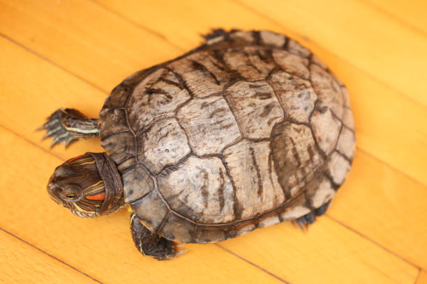 istock People care for and play with a pet red-eared turtle. 2197473277