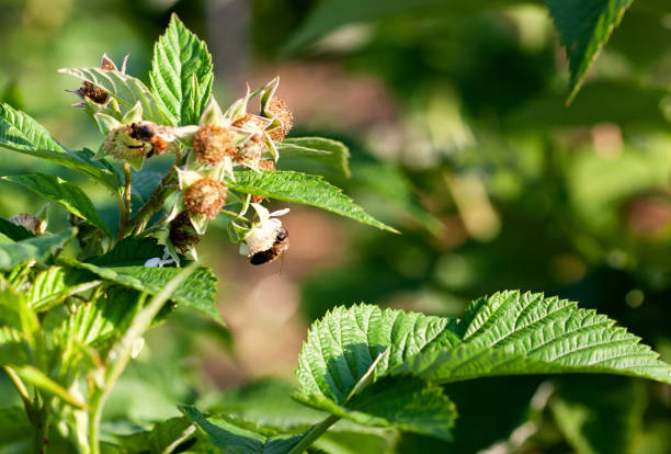 istock Blooming raspberries in the garden. Growing raspberry bushes... 2197478044