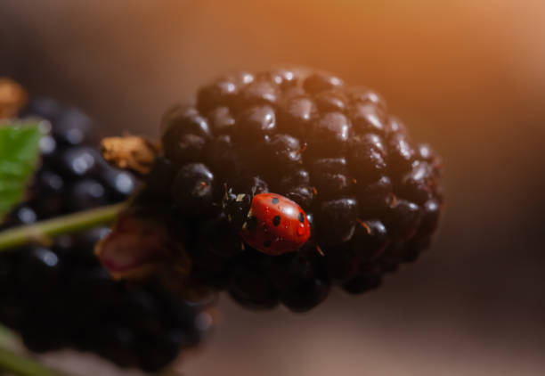 Fruiting blackberries in the garden. Growing and caring for blackberries