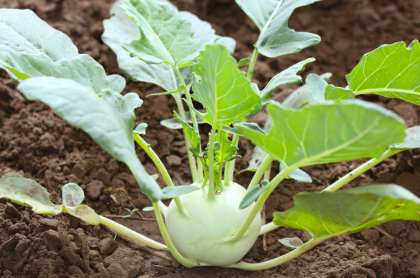 Small green kohlrabi or german turnip cabbage growing in garden, closeup detail