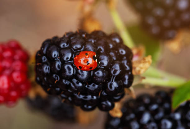 Fruiting blackberries in the garden. Growing and caring for blackberries