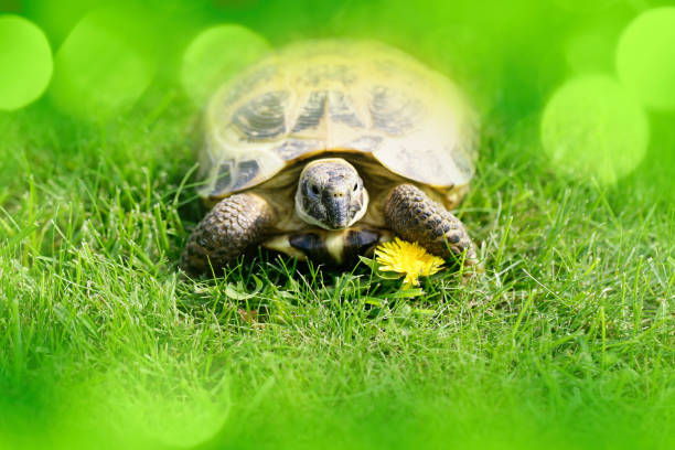 Russian (Central Asian) Tortoise on green grass going to eat a dandelion. Beautiful bokeh lights, space for copy.
