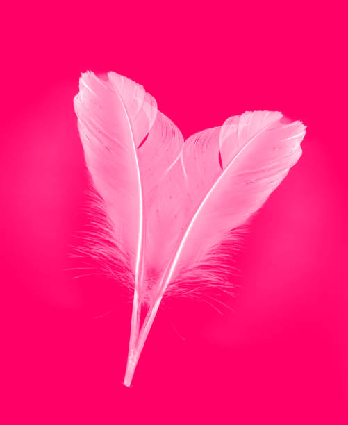 White feathers forming a heart on a pink background.