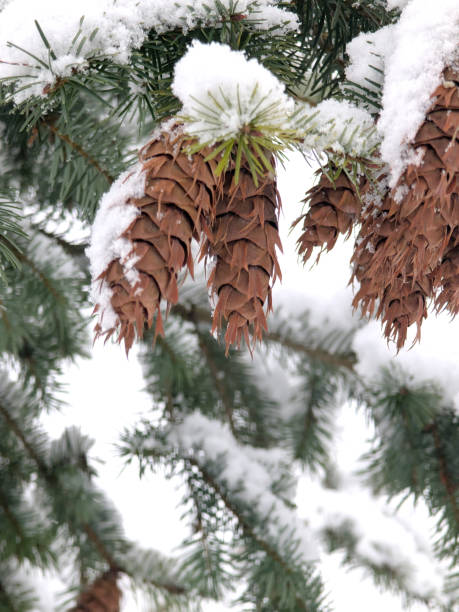 Brown pine cone on snow with pine and spruce branches. Snowy winter holiday celebration card, defocused blurred background. Copy space