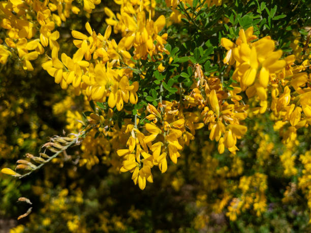 istock BUSH WITH YELLOW FLOWERS. 2197483845