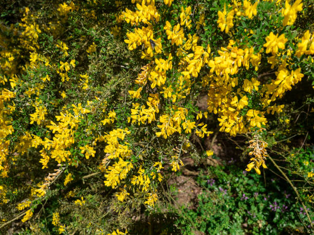 istock BUSH WITH YELLOW FLOWERS. 2197483859
