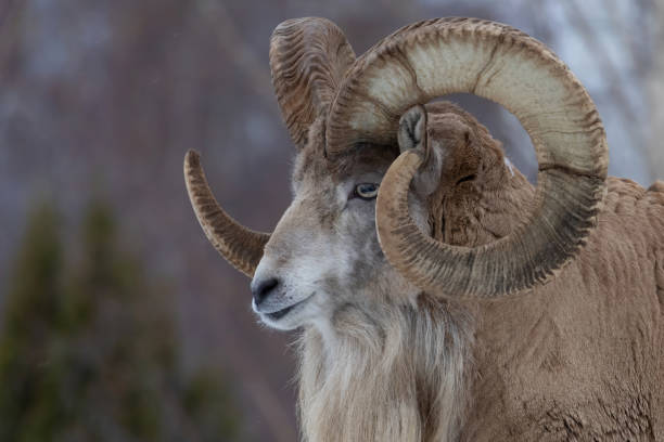 istock Transcaspian urial (Ovis orientalis arkal). Wild life animal. 2197484199