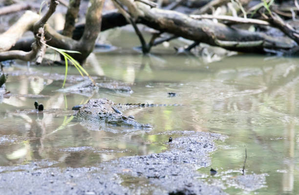 istock View of Morelet crocodile 2197484473