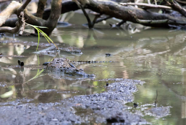 istock View of Morelet crocodile 2197484486