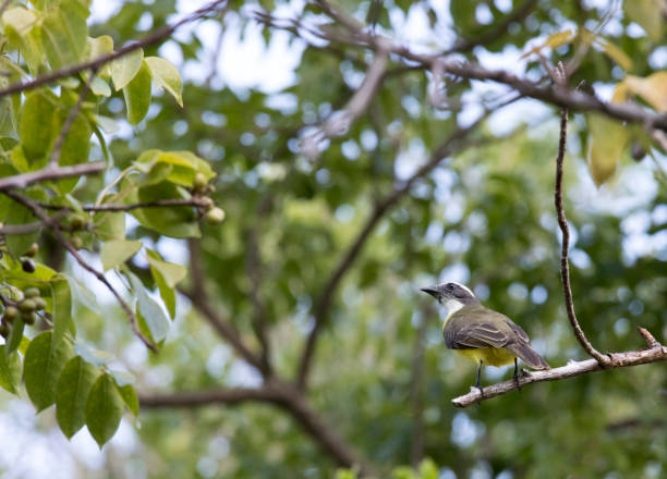 istock A close photo of great kiskadee bird 2197484553