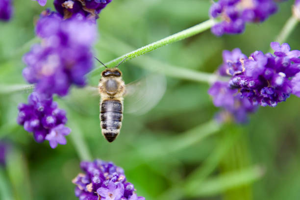 A honeybee hovers near vibrant purple lavender flowers, collecting nectar. The macro shot captures the bee’s delicate wings and intricate floral details in a sunlit meadow.