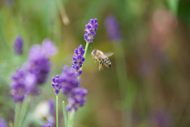 A honeybee collects nectar from a vibrant blue borage flower. The macro shot captures the bee’s delicate wings, fuzzy body, and the plant’s hairy stems against a green background.