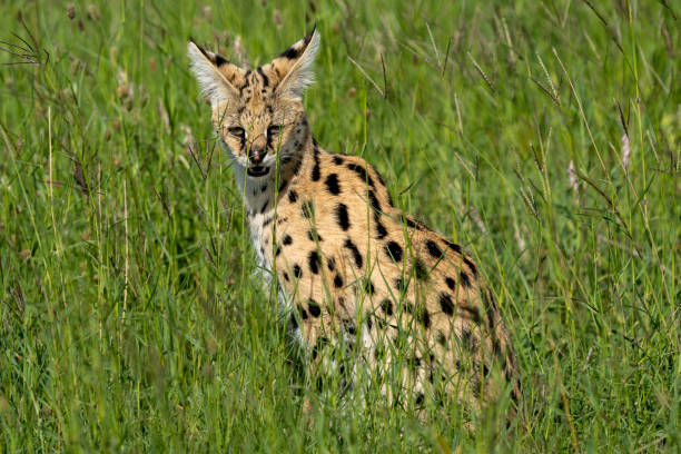 istock Serval Cat in the Serengeti Grasslands 2197485769