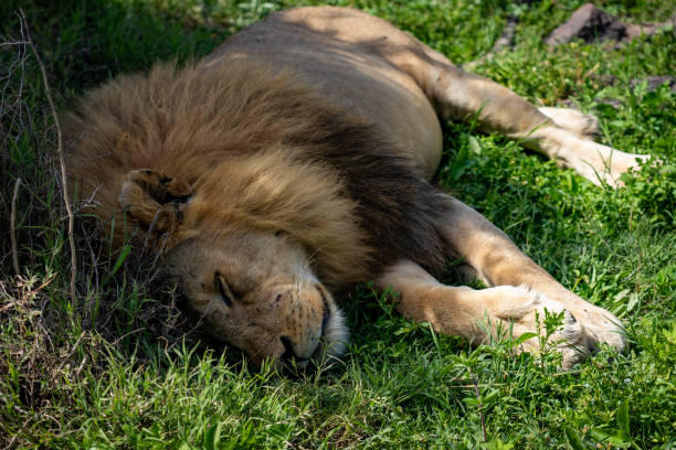 istock Lion Resting in the Grassland 2197485775