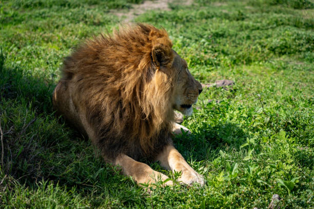 Family of African Lions