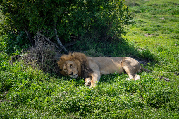 istock Lion Resting in the Grassland 2197485882
