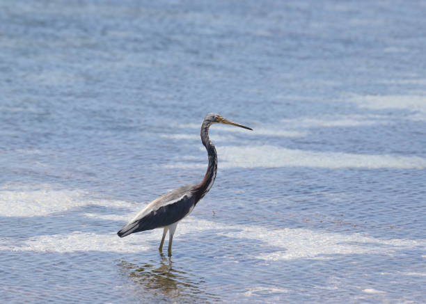 istock Tricolored Heron (egretta tricolor) standing in the Caribbean Ocean 2197487146