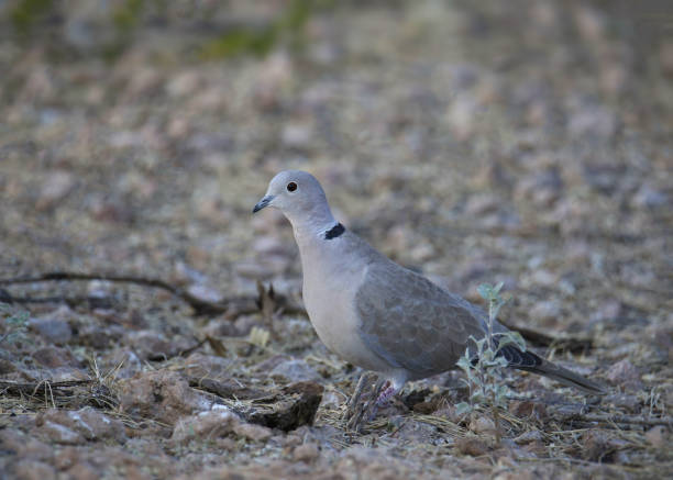 istock Eurasian Collared-Dove (streptopelia decaocto) poised on the ground 2197487161