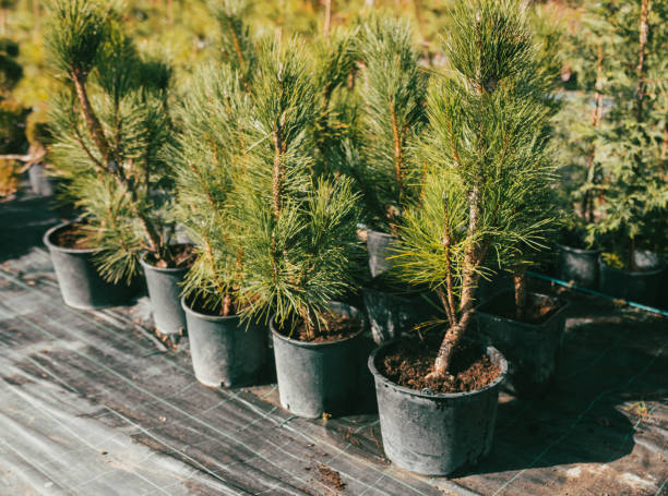 A row of young pine trees in pots at a nursery. The plants are healthy and green, basking in sunlight, ready for planting. Perfect for a natural or botanical theme.
