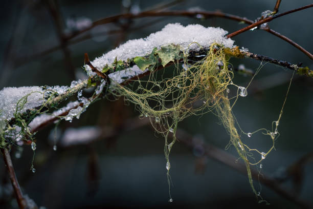Snowy winter day at Durrance Lake, located on southern Vancouver Island.