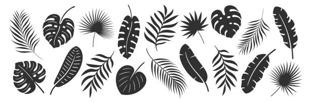 ilustrații de stoc cu set de frunze de palmier izolate pe fundal alb - frunză de palmier