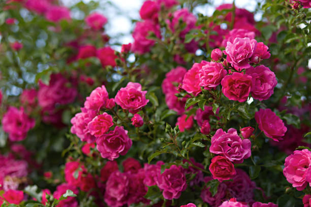 istock Pink bedding and climbing rose in full bloom 2197498192