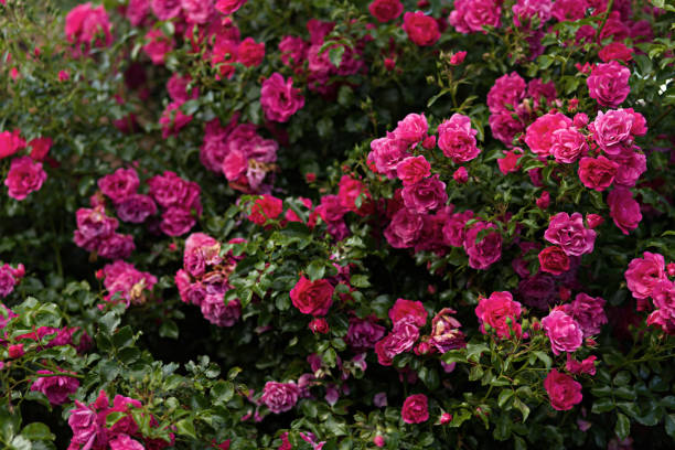 istock Pink bed and climbing rose background in full bloom 2197498193