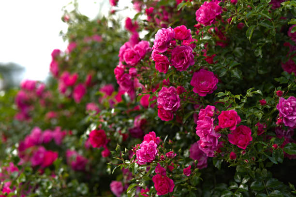 Pink rose in full bloom with green leaves