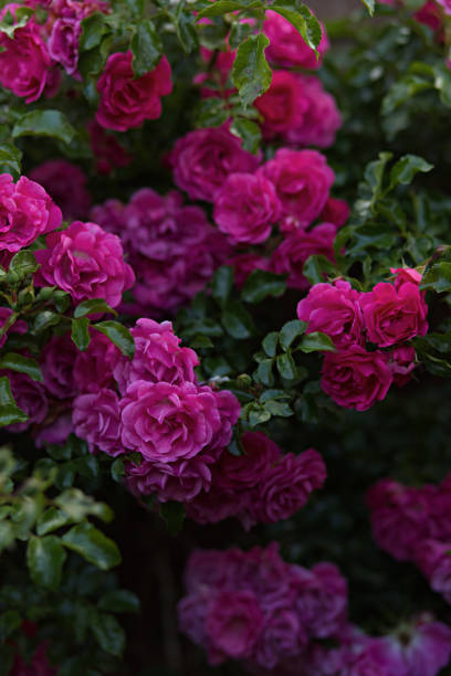 istock Rose in full bloom with green leaves 2197498200