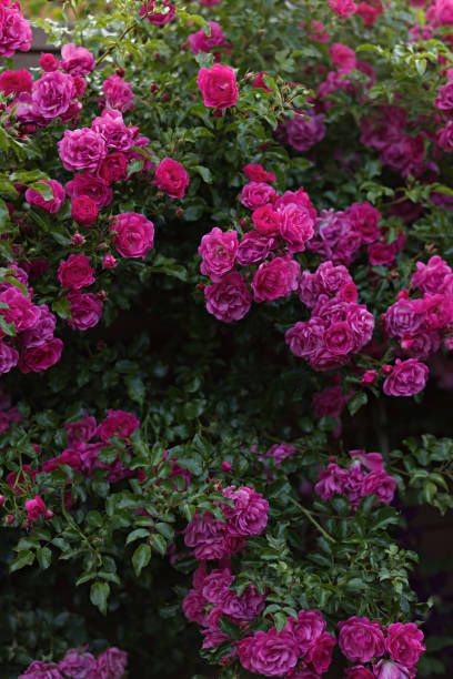 istock Pink rose in full bloom with green leaves 2197498201