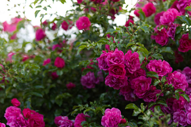istock Pink rose in full bloom with green leaves 2197498202