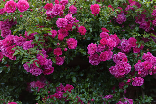 istock Pink bed and climbing rose background in full bloom 2197498205