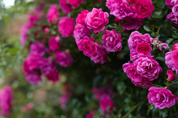 istock Pink rose in full bloom with green leaves 2197498213