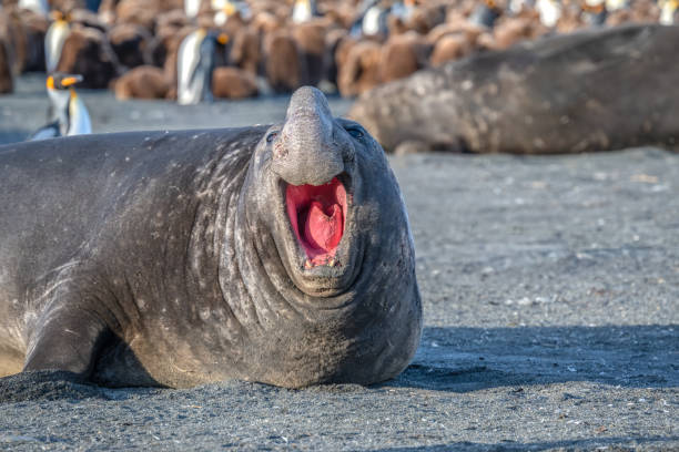 istock Male southern elephant seal vocalizes 2197501933