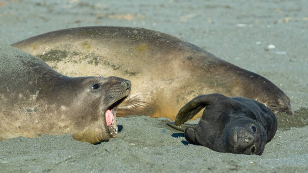 istock Female southern elephant seals and a new pup 2197501979