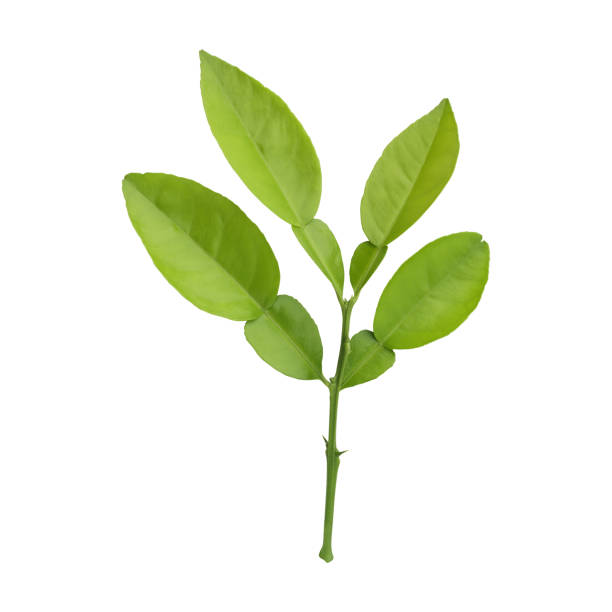 istock Close up a beautiful Fresh green lemon leaves branch 2197503698