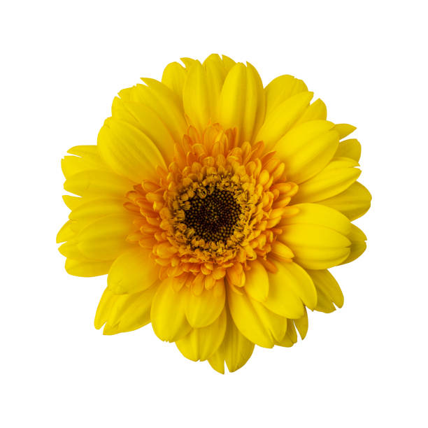 istock Close up a beautiful yellow gerbera flower 2197503710