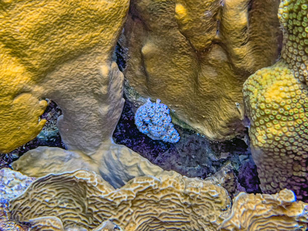 istock Elysia crispata, lettuce sea slug, 2197505799