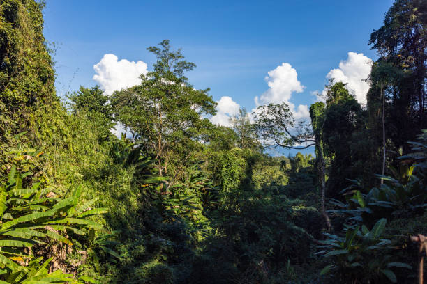 istock Lush Green Forest Landscape Under a Clear Blue Sky with Towering Trees 2197506656