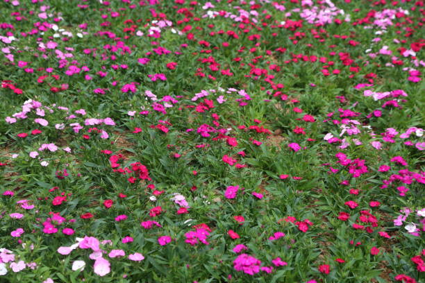 istock The ground is covered with dense pink and white miniature dianthus flowers, which make up the entire scene of the flower field 2197510008