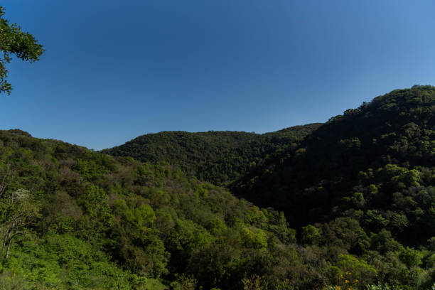 istock Atlantic forest reserve in itaara rs brazil 2197518037