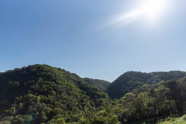 istock Atlantic forest reserve in itaara rs brazil 2197518041